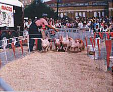 Robinson's Racing Pigs